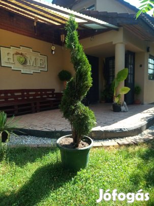 Formázott tuja -20% kedvezmény