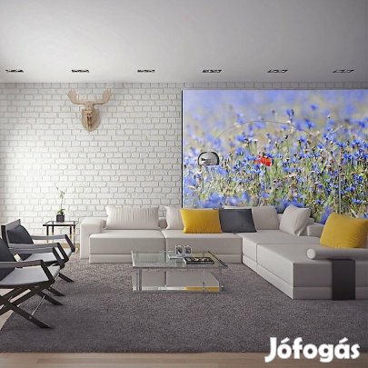 Fotótapéta - A kék-színű rét - búzavirág