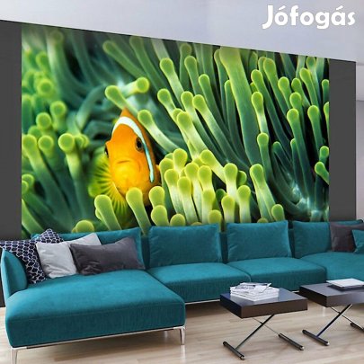 Fotótapéta - Anemóna hal