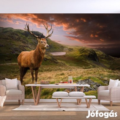 Fotótapéta - Bámészkodó szarvas
