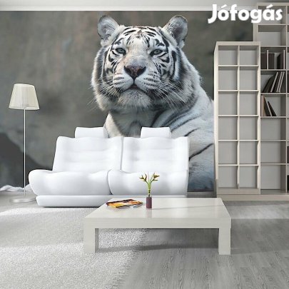 Fotótapéta - Bengáli tigris állatkertben