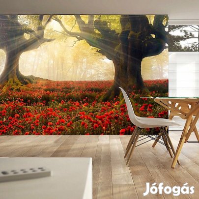 Fotótapéta - Ébredés az erdőben