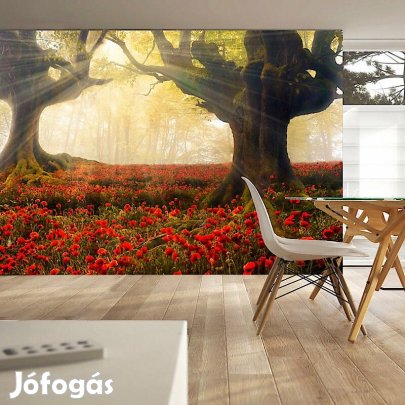 Fotótapéta - Ébredés az erdőben