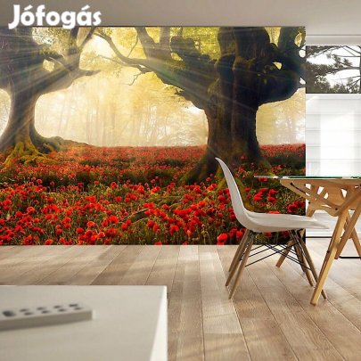 Fotótapéta - Ébredés az erdőben