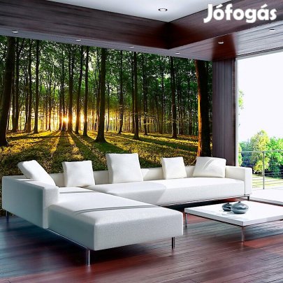 Fotótapéta - Ébredő erdő