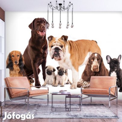 Fotótapéta - Érdekes kutya társaság