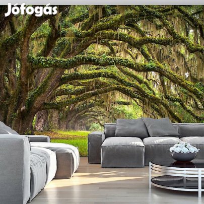 Fotótapéta - Fa ösvény