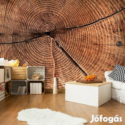 Fotótapéta - Fatörzs keresztmetszet