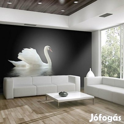 Fotótapéta - Fehér hattyú fekete háttérrel