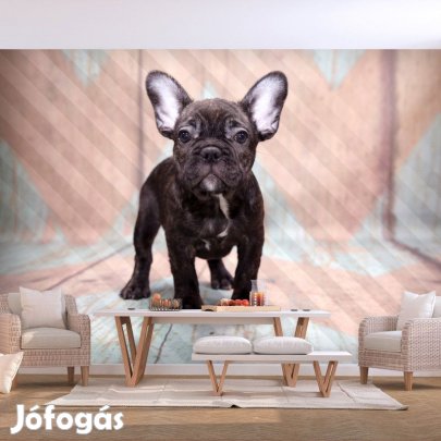 Fotótapéta - Francia Bulldog