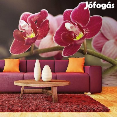Fotótapéta - Gyönyörű orchidea virágok a vízben