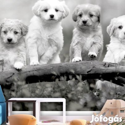 Fotótapéta - Kölyök kutya csapat