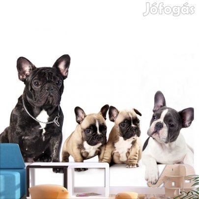 Fotótapéta - Kutya család