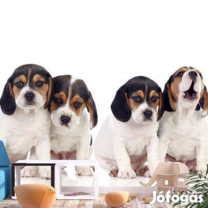 Fotótapéta - Kutya testvérek