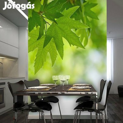 Fotótapéta - Levelek 2