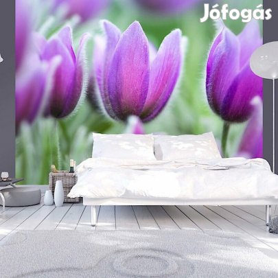 Fotótapéta - Lila tulipánok a mezőn
