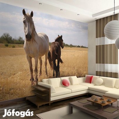 Fotótapéta - Ló és csikó