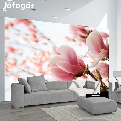 Fotótapéta - Magnólia árnyak