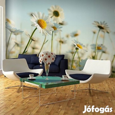 Fotótapéta - Margaréták - tavaszi rét