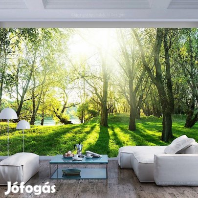Fotótapéta - Napos erdő