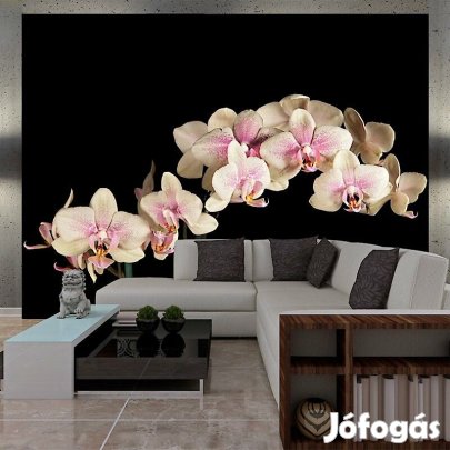Fotótapéta - Nyíló orchidea
