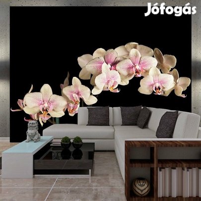 Fotótapéta - Nyíló orchidea