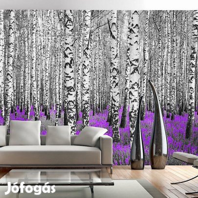 Fotótapéta - Nyírfa erdő 6