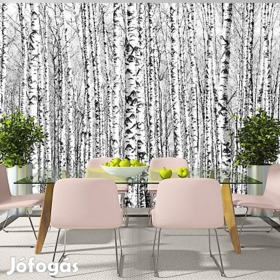 Fotótapéta - Nyírfaerdő