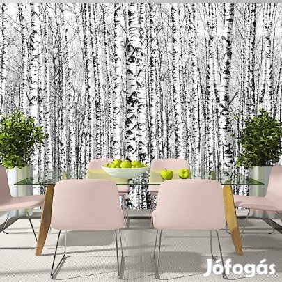 Fotótapéta - Nyírfaerdő