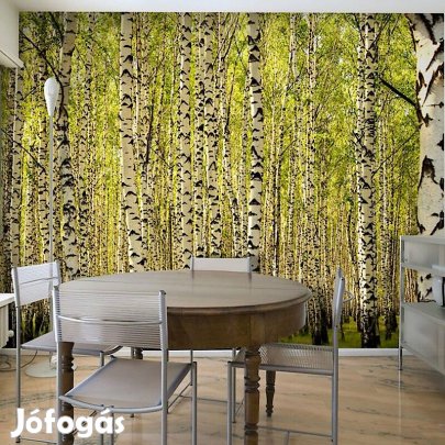 Fotótapéta - Nyírfák közt