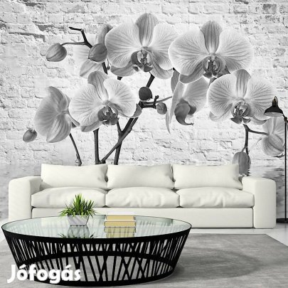 Fotótapéta - Orchideák árnyékában 2