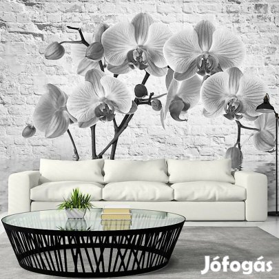 Fotótapéta - Orchideák árnyékában 2