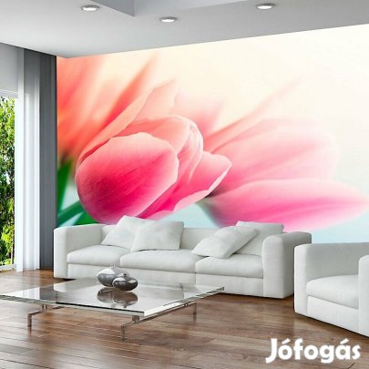 Fotótapéta - Tulipán árnyak