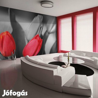 Fotótapéta - Tulipán kontraszt