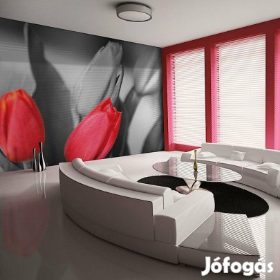 Fotótapéta - Tulipán kontraszt