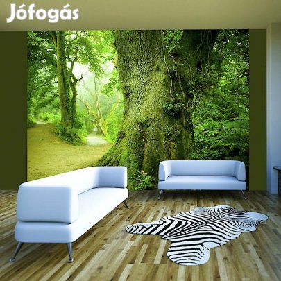 Fotótapéta - Vastag fák közt