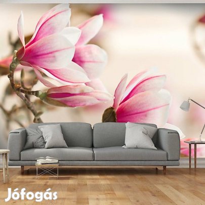 Fotótapéta - Virágzó magnólia fa