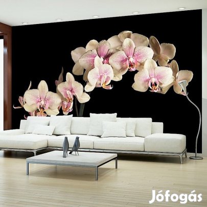 Fotótapéta - Virágzó orchidea