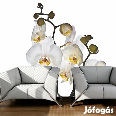 Fotótapéta - Visszahúzódás