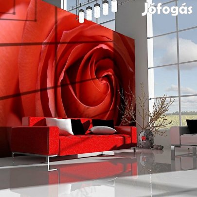Fotótapéta - Vörös rózsa