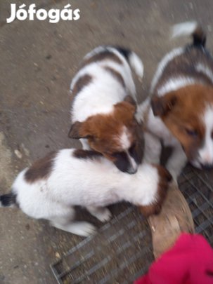 Foxi jellegű kiskutyák ingyen elvihetők