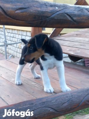 Foxterrier kölykök