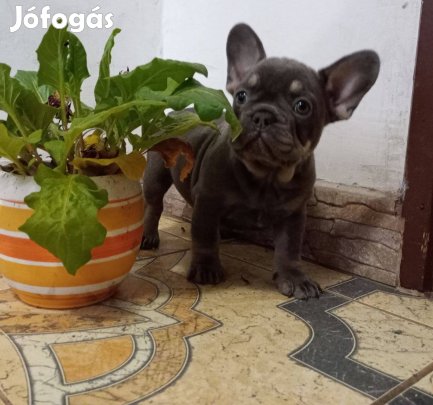 Francia Bulldog Blue And Ten