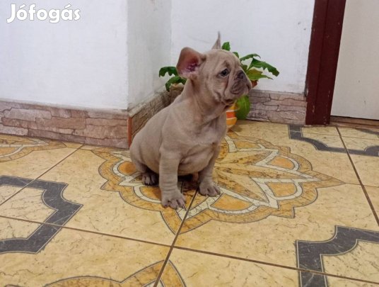Francia Bulldog Blue Fawn