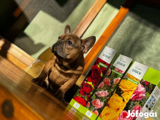 Francia Bulldog jellegű fiú kutya eladó