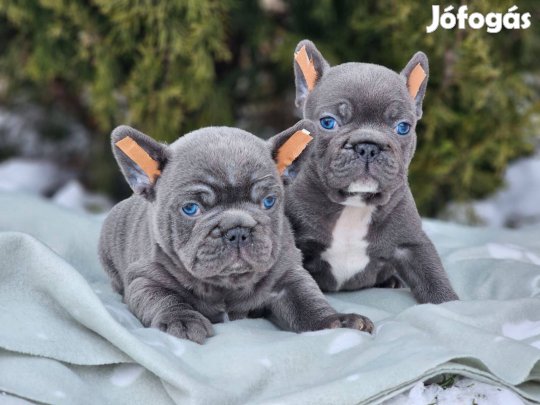 Francia bulldog 8-hetes kék színű csikmentes kan kiskutyák eladóak!