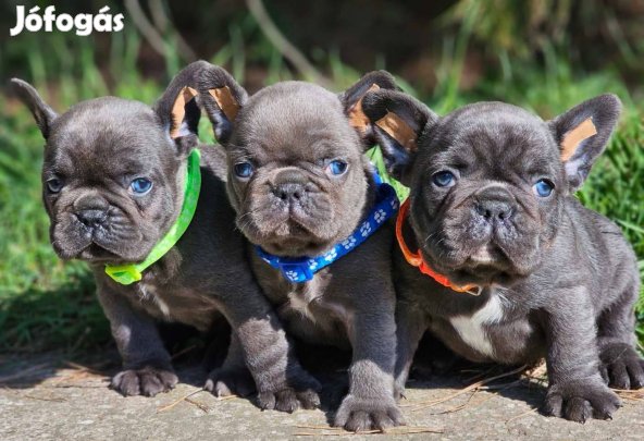 Francia bulldog 8-hetes kék színű kiskutyák eladó!