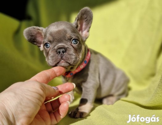 Francia bulldog (jellegű)Lilac tan szuka