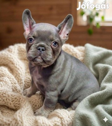 Francia bulldog (jellegű) lilac tan szuka