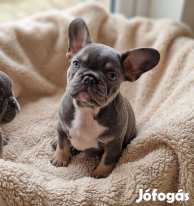 Francia bulldog (jellegű)kan